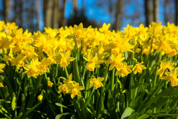 As primeiras flores de primavera narcisos amarelos. Primavera backgro floral — Fotografia de Stock