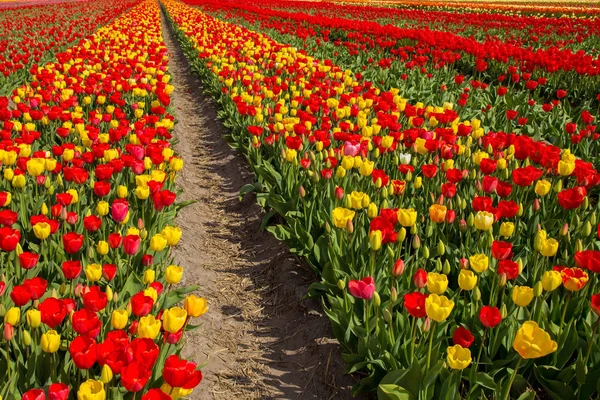 Campo de tulipanes floreciente primavera. Fondo floral de primavera . —  Fotos de Stock