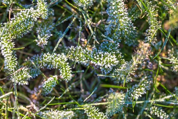 Frühling oder Winter Gras und blumigen Hintergrund. — Stockfoto