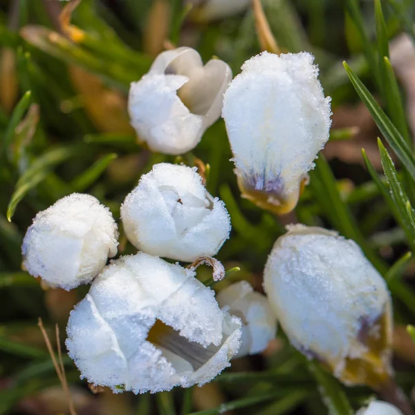 Szron i śnieg na zielonej trawie i Krokus kwiaty — Zdjęcie stockowe