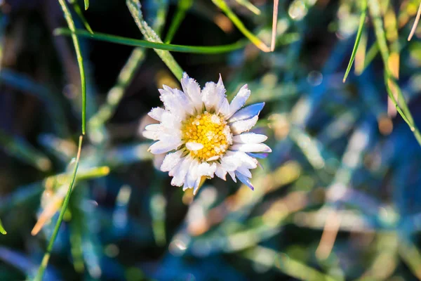 Fotografia makro z stokrotka kwiat. — Zdjęcie stockowe