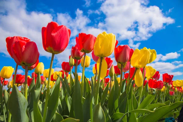 Spring blooming tulip field. Spring floral background. — Stock Photo, Image