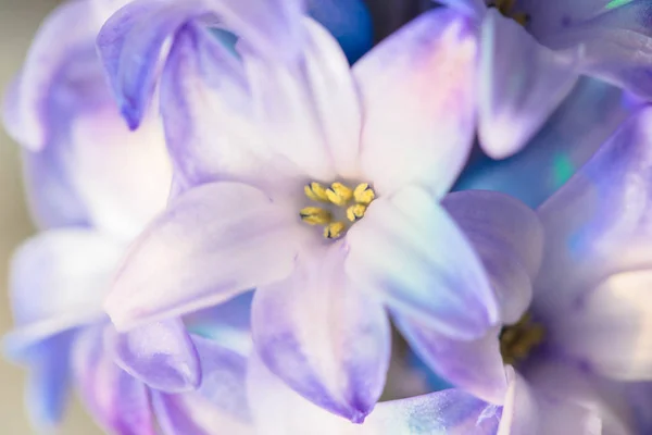 Květinka z makra. Kvetoucí Hyacinth. — Stock fotografie