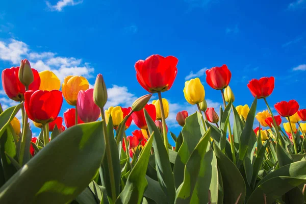 Весеннее цветущее тюльпановое поле. Весенний фон . — стоковое фото