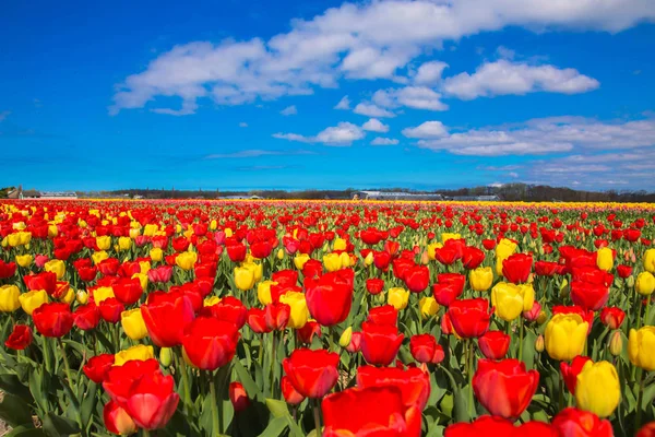 Na jaře kvetoucí Tulipán pole. Jarní květinové pozadí. — Stock fotografie