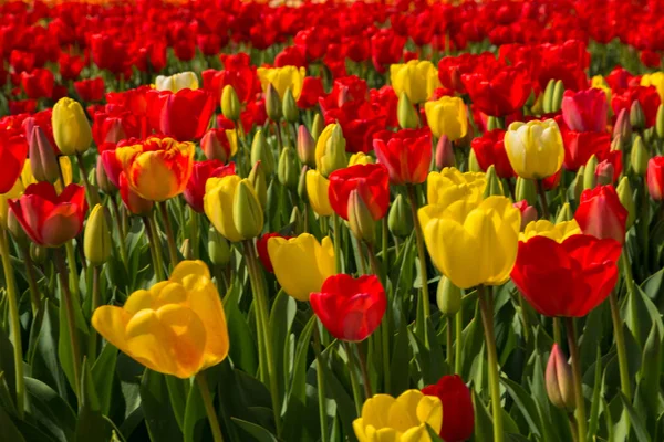 Campo de tulipas florescendo primavera. Primavera floral fundo . — Fotografia de Stock