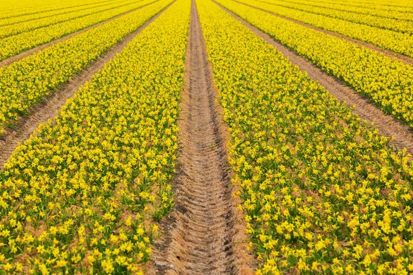 수 선화의 봄 꽃입니다. 네덜란드 화 훼 산업. — 스톡 사진