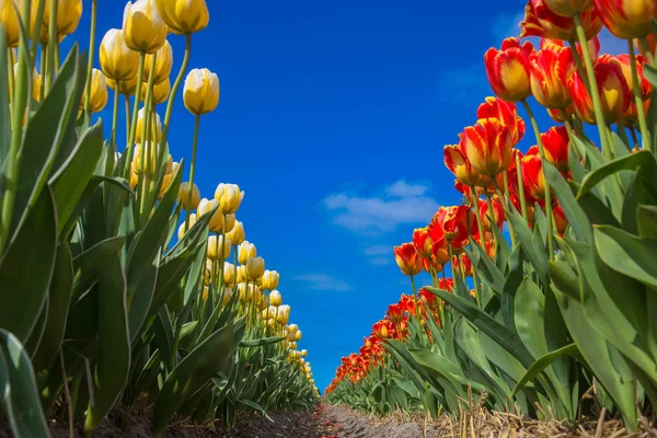 Весенние цветы тюльпанов. Голландская цветочная промышленность . — стоковое фото