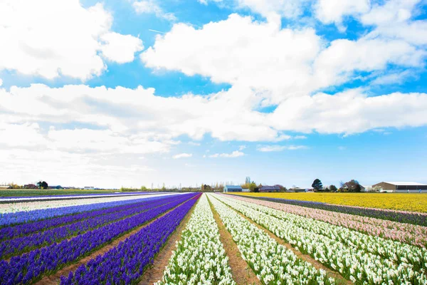 Lente bloemen van hyacinten. De industrie van de bloem Nederland. — Stockfoto