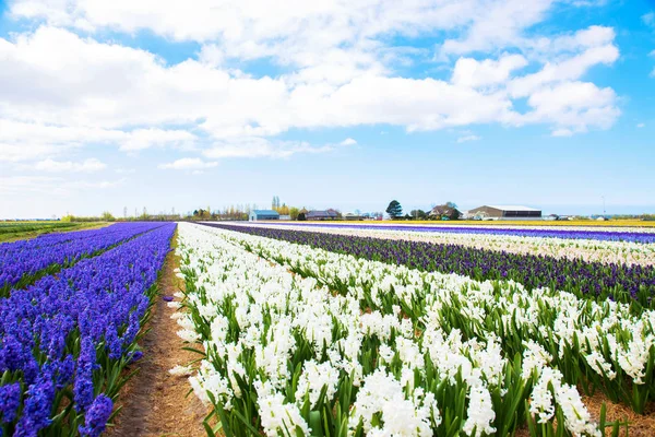 Spring flowers of hyacinths. The Netherlands flower industry. — Stock Photo, Image