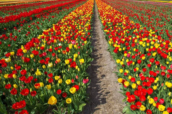 Fiori primaverili di tulipani. Paesi Bassi industria dei fiori . — Foto Stock