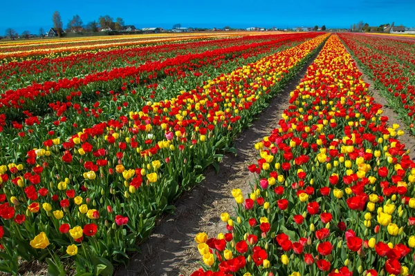 Jarní květy tulipánů. Květinový průmysl Nizozemsko. — Stock fotografie