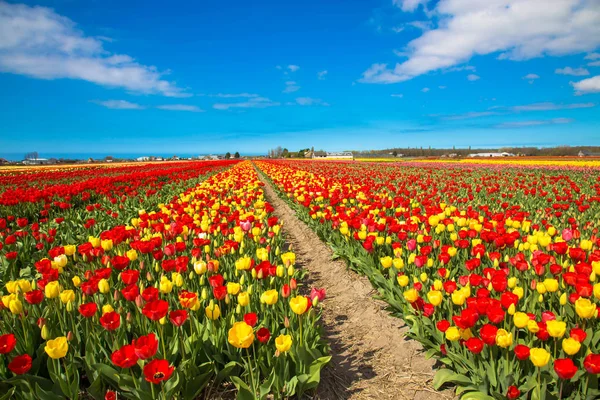 De bloem-industrie van Nederland. Lentebloemen van de tulpen. — Stockfoto