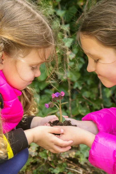Děti se drží květinu rostoucí v půdě. — Stock fotografie