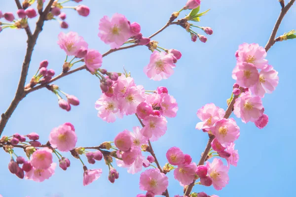 Lindas flores de cereja sakura rosa primavera . — Fotografia de Stock