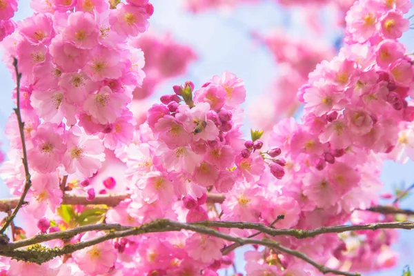 Lindas flores de cereja sakura rosa primavera . — Fotografia de Stock