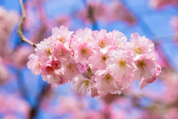 Krásný jarní růžové sakura cherry květy, jaro pozadí. — Stock fotografie