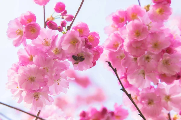 Fundo de primavera floral. Cerejeira florescente com abelhas . — Fotografia de Stock