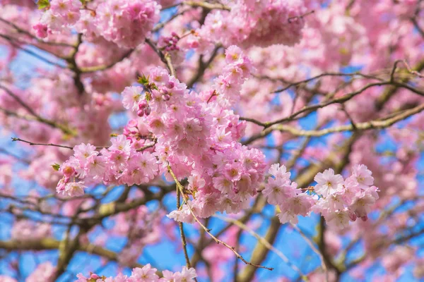 Fundo de primavera floral. Cerejeira florescente com abelhas . — Fotografia de Stock