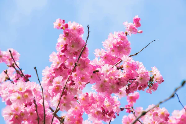 Cerejeira florescente e céu azul. — Fotografia de Stock