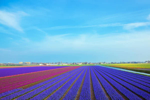 Campo de flores de primavera de jacintos púrpura. La flor de los Países Bajos — Foto de Stock