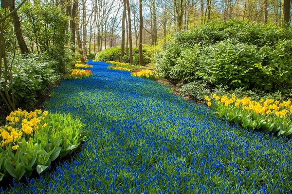 A blue river in the forest, formed from flowers. — Stock Photo, Image