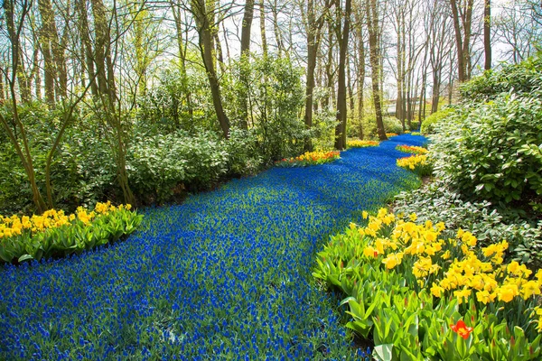 A blue river in the forest, formed from flowers. — Stock Photo, Image