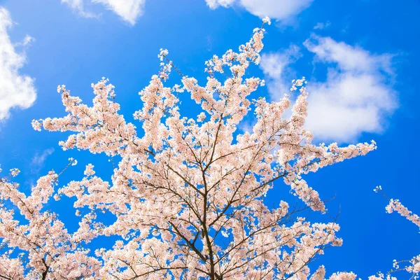 Cereja japonesa floresce. Conceito Primavera . — Fotografia de Stock