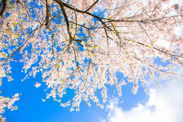 Cereja japonesa floresce. Conceito Primavera . — Fotografia de Stock