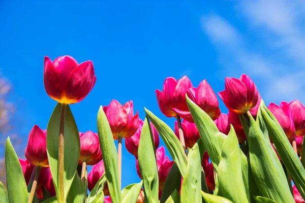 Blooming tulips against the blue sky. — Stock Photo, Image