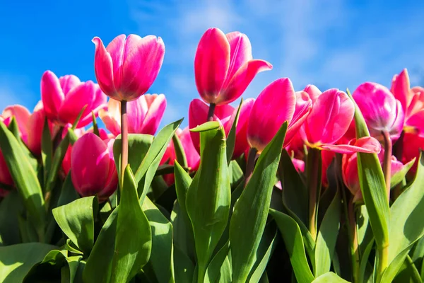 Tulipas florescendo contra o céu azul . — Fotografia de Stock