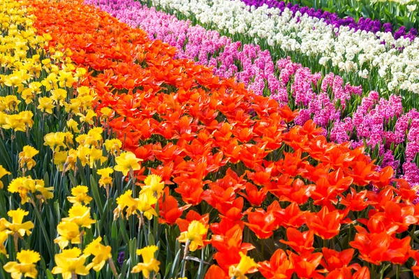 Colorful tulip flower field. Multicolored bright tulips flowers. — Stock Photo, Image