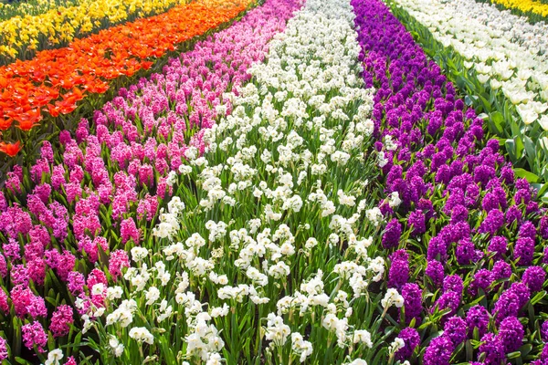 Colorful tulip flower field. Multicolored bright tulips flowers. — Stock Photo, Image