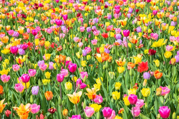 Campo de flores tulipa colorido. Multicolorido flores tulipas brilhantes . — Fotografia de Stock