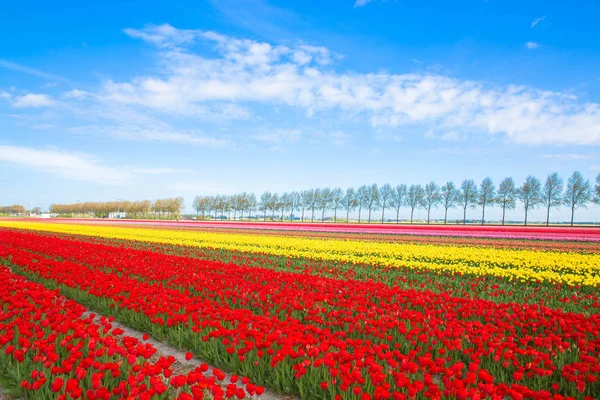 Kleurrijke tulp bloem veld. Veelkleurige heldere tulpen bloemen. — Stockfoto