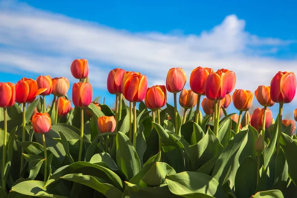 Orange tulip is a Dutch symbol. — Stock Photo, Image