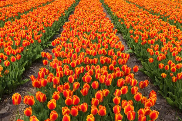 Field of orange tulips flowers. — Stock Photo, Image