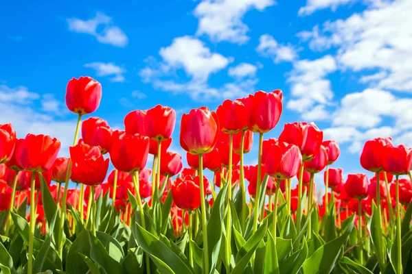 Spring tulip flower field. Red bright tulips Royalty Free Stock Photos