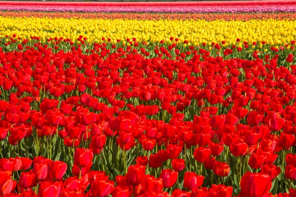 Campo di tulipani. Luminose strisce di tulipani . — Foto Stock