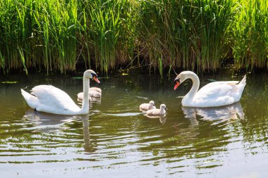 Swan family with baby chicks children kids swans. clipart
