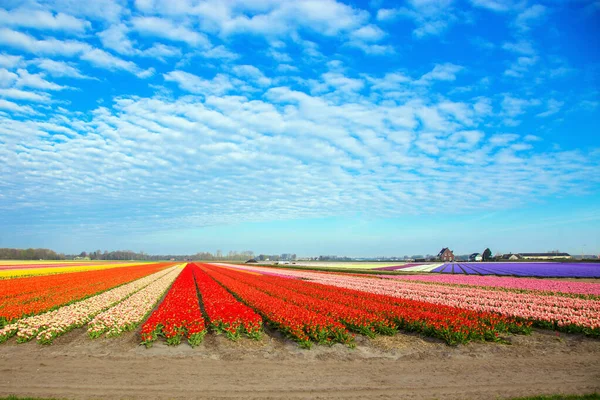 Barevná Mnohobarevná Tulipánová Pole Jarní Nizozemský Venkov Pozadí — Stock fotografie