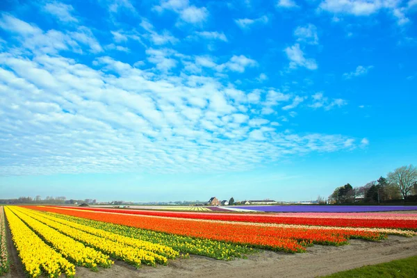Colorful Multi Colored Tulips Fields Spring Dutch Countryside Background — Stock Photo, Image