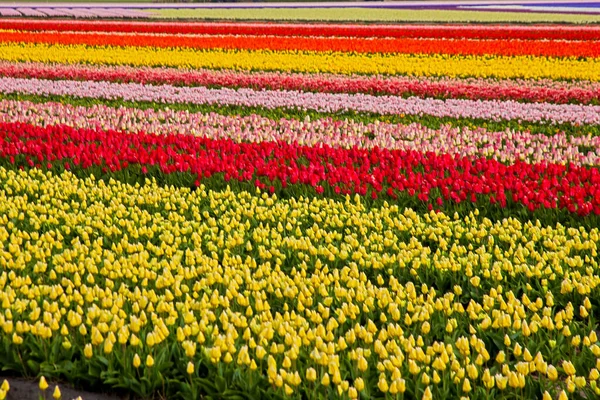 Kleurrijke Veelkleurige Tulpenvelden Voorjaar Nederlandse Platteland Achtergrond — Stockfoto