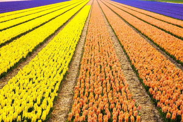 Kleurrijke Veelkleurige Hyacint Velden Voorjaar Nederlandse Platteland Achtergrond — Stockfoto