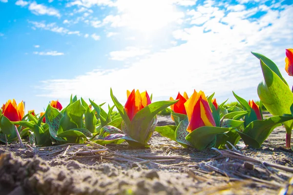 Цветные Разноцветные Поля Тюльпанов Голландская Сельская Местность — стоковое фото