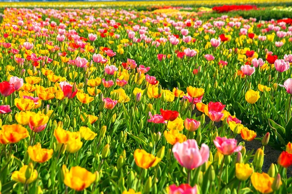 Цветные Разноцветные Поля Тюльпанов Голландская Сельская Местность — стоковое фото