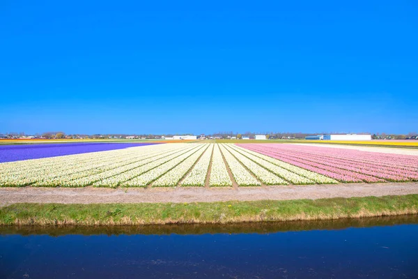 Barevná Mnohobarevná Hyacintová Pole Jarní Nizozemský Venkov Pozadí — Stock fotografie