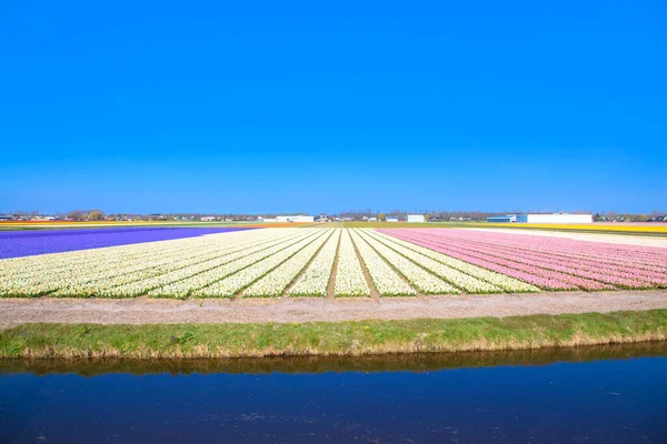 Coloridos Campos Jacinto Multicolor Primavera Paisaje Holandés — Foto de Stock