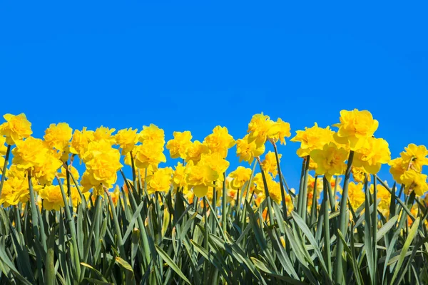 Narcisos Amarelos Contexto Céu Primavera Azul Primavera Brilhante Fundo Páscoa — Fotografia de Stock