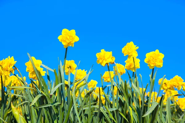 Narcisos Amarelos Contexto Céu Primavera Azul Primavera Brilhante Fundo Páscoa — Fotografia de Stock